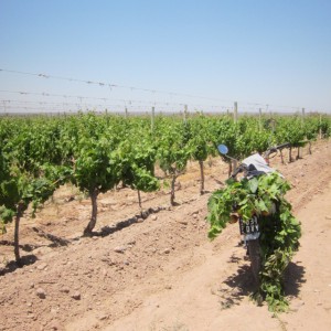 Harvest, Mendoza, Argentina, Altos Las Hormigas, Irrigation, Riego