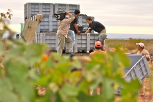 Harvest 2012, Altos Las Hormigas, Uco Valley, Vista Flores, Mendoza, Argentina, Dyonisos Vineyard