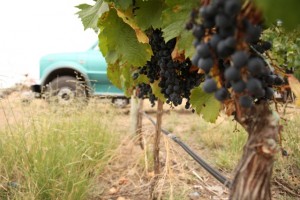 Harvest 2012, Mendoza, Argentina. Dyonisos Vineyard, Vista Flores, Uco Valley