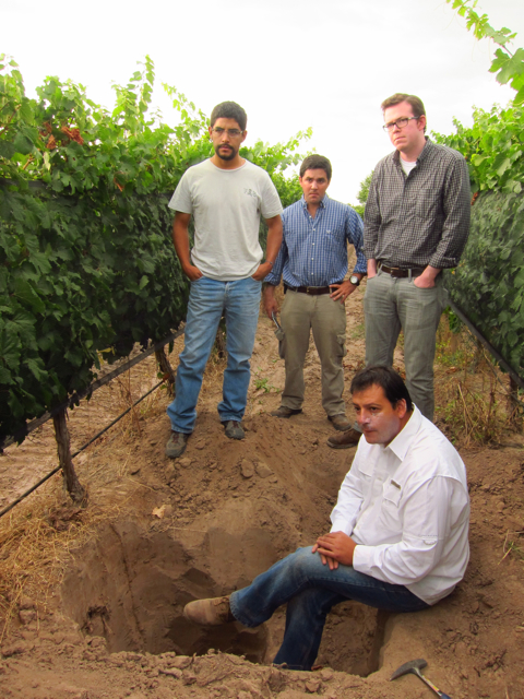 Perdriel, Mendoza. Altos Las Hormigas Harvest 2012, Pedro Parra Terroir Specialist