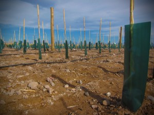 Planting a Vineyard, Malbec Altos Las Hormigas Mendoza, Argentina