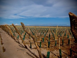 Algarroba Vineyard Posts, Planting a Biodynamic Malbec Vineyard, Altos Las Hormigas, Mendoza, Argentina
