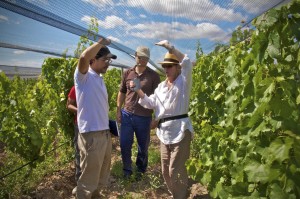 Alan York in the Altos Las Hormigas Vineyards, Mendoza, Argentina, Terroir, Biodynamic