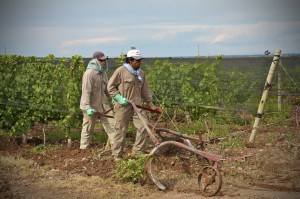 Organic Weeding in Altos Las Hormigas Malbec Vineyards, Terroir, Biodynamic Viticulture, Mendoza, Argentina