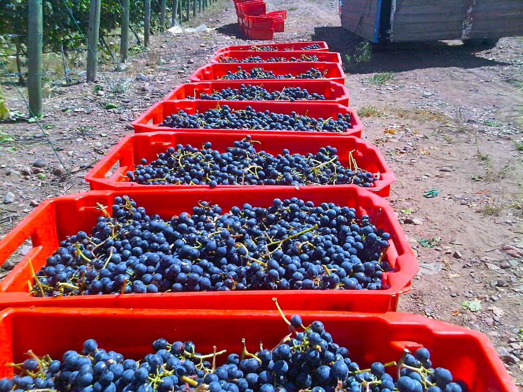 Dyonisos Vineyard, Vista Flores, Uco Valley Mendoza, Malbec Harvest 2013