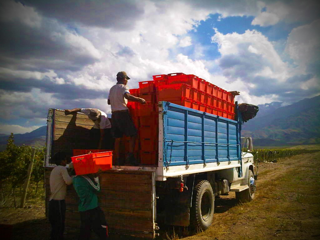 Dyonisos Vineyard, Vista Flores, Uco Valley Mendoza, Malbec Harvest 2013