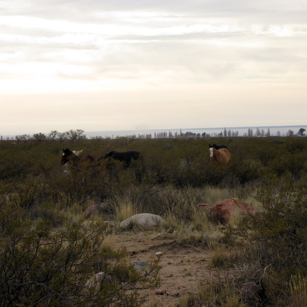 Caballos y mulas visitan el equipo de Altos mientras buscan la napa freática.